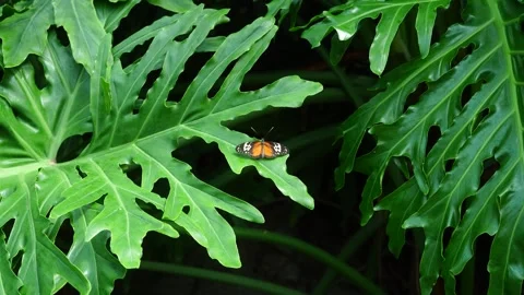 Tiger longwing butterfly on deeply lobed tropical leaf Stock Footage 345540039