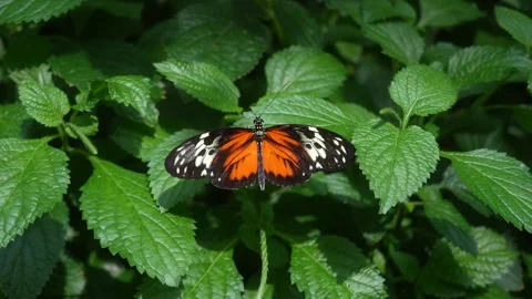 Tiger longwing butterfly displaying open wings on green foliage Stock Footage 345678560