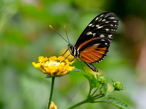 Tiger Longwing butterfly on flower Stock Photos