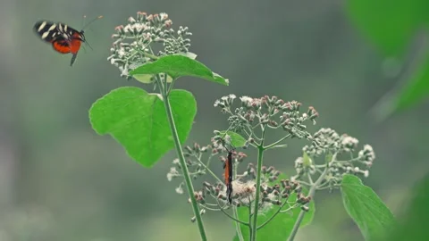 Tiger Longwing Butterfly Flying away slowmotion from Wildflower with bokeh Stock Footage 330981508
