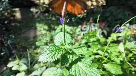 A tiger longwing butterfly flying  in slow motion Stock Footage 306094074
