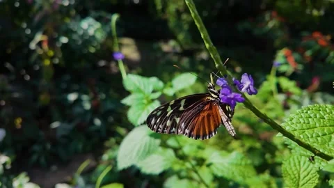 A tiger longwing butterfly flying  in slow motion Stock Footage 306094078