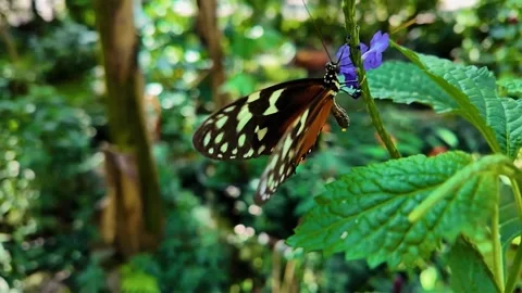 A tiger longwing butterfly flying  in slow motion Stock Footage 306095171