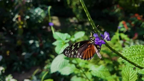 A tiger longwing butterfly flying  in slow motion Video stock 306391783