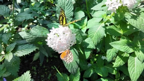 A tiger longwing butterfly flying  in slow motion Vidéo 306394114