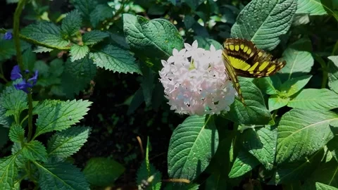 A tiger longwing butterfly flying  in slow motion 库存影片 306403795