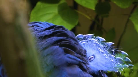 A tiger longwing butterfly flying  in slow motion Stock Footage 310008003