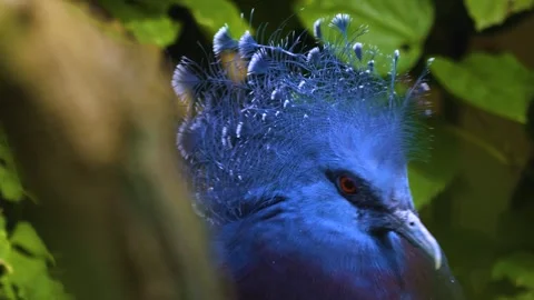 A tiger longwing butterfly flying  in slow motion Stock Footage 310008089