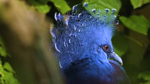 A tiger longwing butterfly flying  in slow motion Stock Footage 310008145