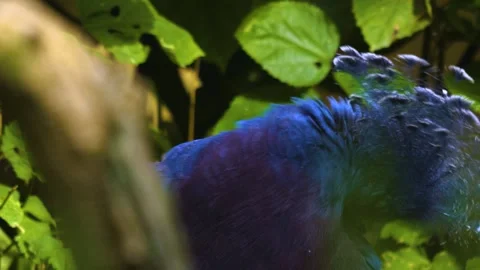 A tiger longwing butterfly flying  in slow motion Stock Footage 310008161