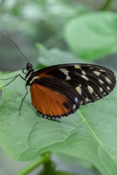 The tiger longwing butterfly on a green leaf Foto stock
