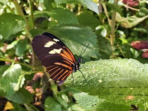 Tiger Longwing Butterfly on Green Leaf in Garden Stock Photos
