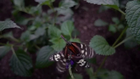 Tiger Longwing butterfly (Heliconius hecale) Видео 70920907