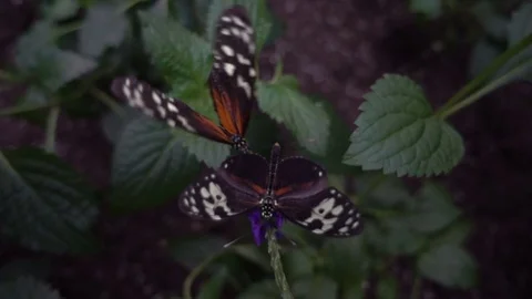 Tiger Longwing butterfly (Heliconius hecale) Stock Footage 70921017
