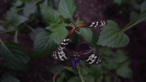 Tiger Longwing butterfly (Heliconius hecale) Stock Footage 70921139