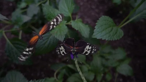 Tiger Longwing butterfly (Heliconius hecale) 库存影片 70921336