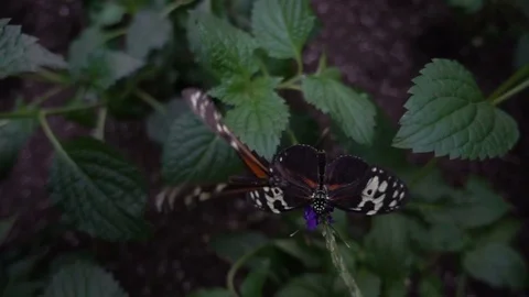 Tiger Longwing butterfly (Heliconius hecale) Video stock 70921418