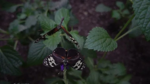 Tiger Longwing butterfly (Heliconius hecale) Stock Footage 70921623