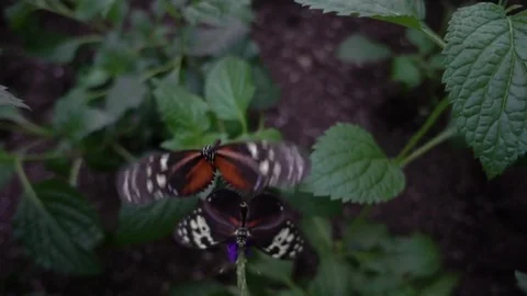 Tiger Longwing butterfly (Heliconius hecale) Stock Footage 71188448