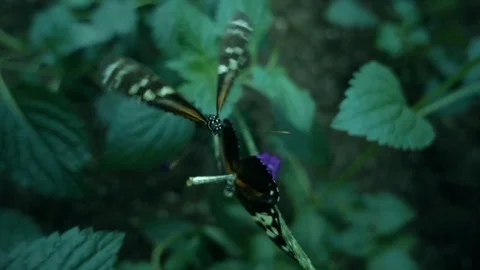 Tiger Longwing butterfly (Heliconius hecale) Video stock 71463634