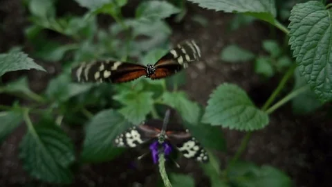 Tiger Longwing butterfly (Heliconius hecale) Stock-Footage 71467092