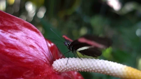 Tiger Longwing butterfly (Heliconius hecale) on the flower eating nectar Stock Footage 74261995