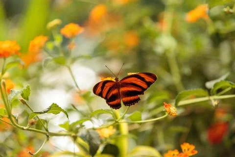 Tiger longwing butterfly, Heliconius hecale Stock Photos