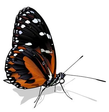 Tiger Longwing Butterfly Stock Illustration