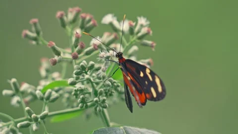 Tiger Longwing Butterfly Macro Close-Up Opening Wings on Tropical Flower Stock Footage 330981708