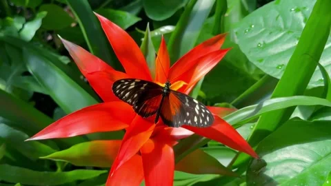 Tiger longwing butterfly perched on a vibrant red bromeliad flower in a garden Stock Footage 329479096