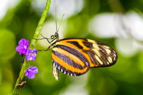 Tiger Longwing Butterfly Stock Photos