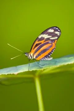 Tiger Longwing Butterfly Stock Photos