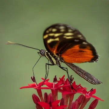 Tiger Longwing Butterfly Stock Photos