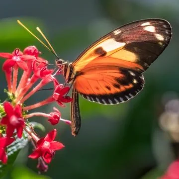 Tiger Longwing Butterfly Stock Photos