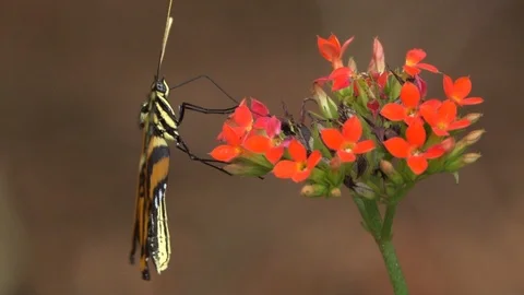 A tiger longwing butterfly poses on a flower. Stock Footage 95213342
