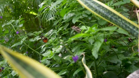 Tiger longwing butterfly resting among lush tropical foliage Stock Footage 346176750