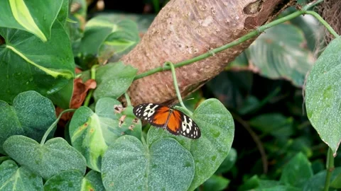 Tiger longwing butterfly resting with open wings on green leaf Stock Footage 345540031