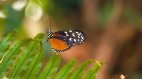 Tiger longwing butterfly sitting on a green plant. Stock Footage 293525807