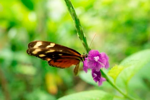 Tiger Longwing Heliconius Hecale Butterfly Feeding Stock Photos