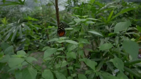 Tiger Longwing (Heliconius hecale) tropical orange and black butterfly resting Stock Footage 333823291