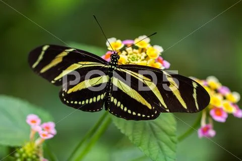Tiger longwing Stock Photos