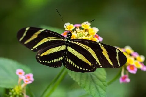 Tiger longwing Foto stock