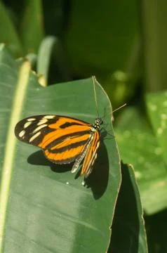 Tiger longwing Stock Photos