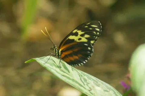Tiger longwing Foto stock
