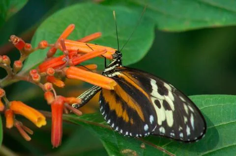 Tiger longwing Foto stock