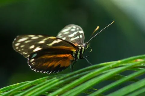Tiger longwing Stock Photos