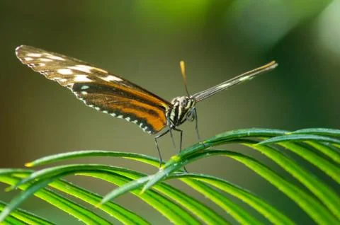 Tiger longwing Stock Photos