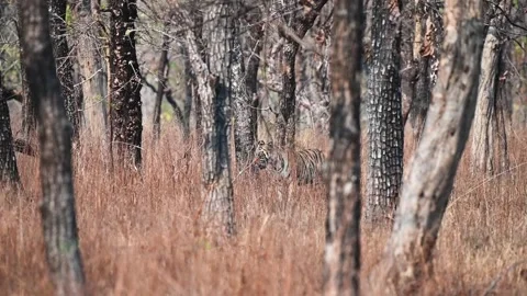 Tiger looking about before going ahead in Tadoba national park Stock Footage 274442384
