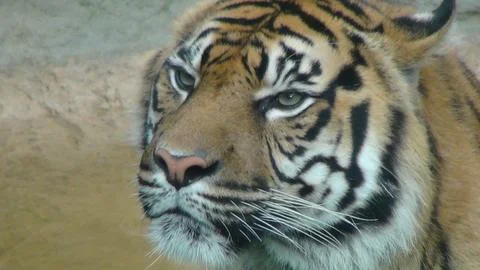 Tiger looking camera left close Stock Photos