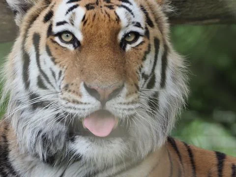 Tiger  looking at camera licking lips Stock Photos